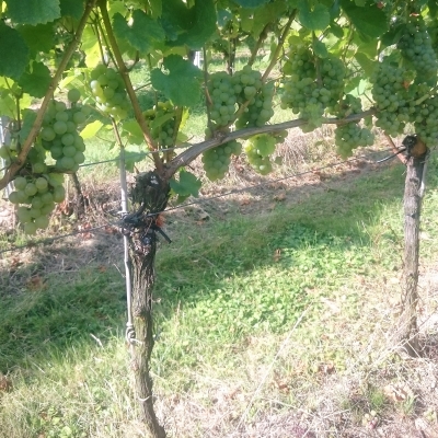 Silvaner Wue 318 DSC 0457